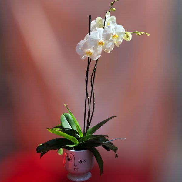 Orquídea Elegant