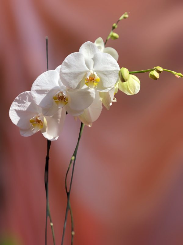 Orquídea Elegant