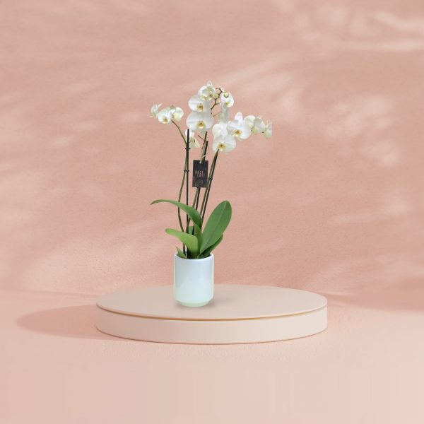 Orquídea Orquídea Black