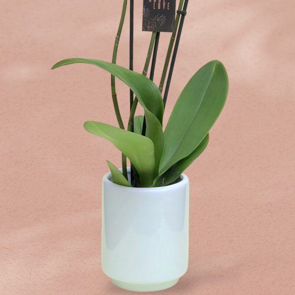 Rosa orquídea 2 Orquídea Black