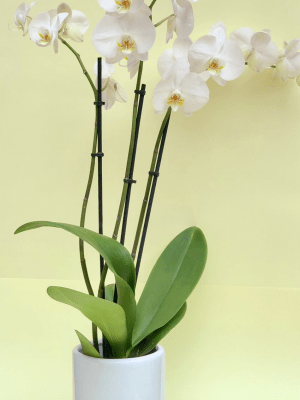 Orquidea Black