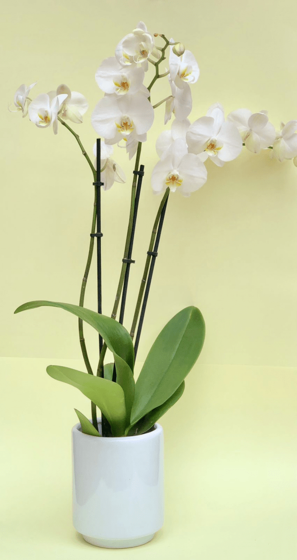 Orquidea Black